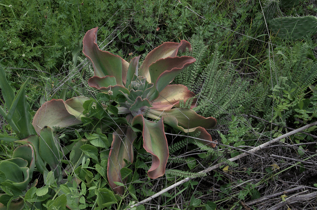 gibbiflora de la reserva de los sentidos