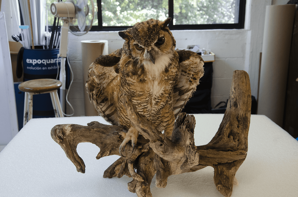 Bubo virginianus la reserva de los sentidos