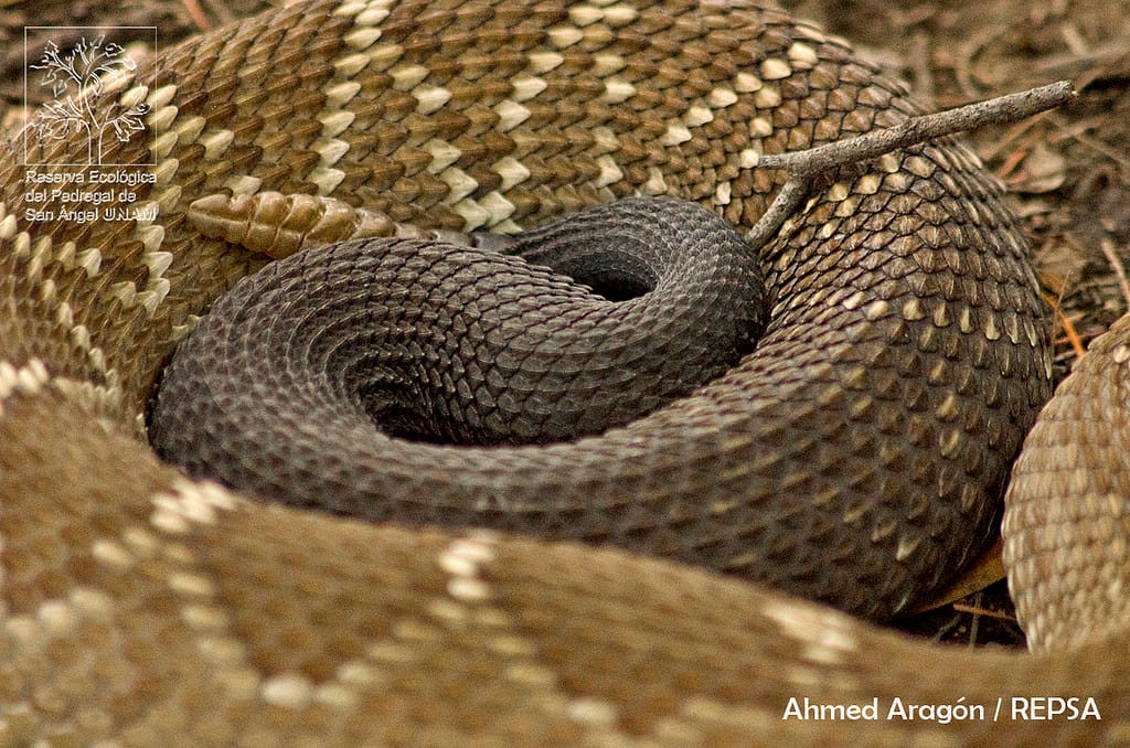 crotalus molossus reserva del pedregal