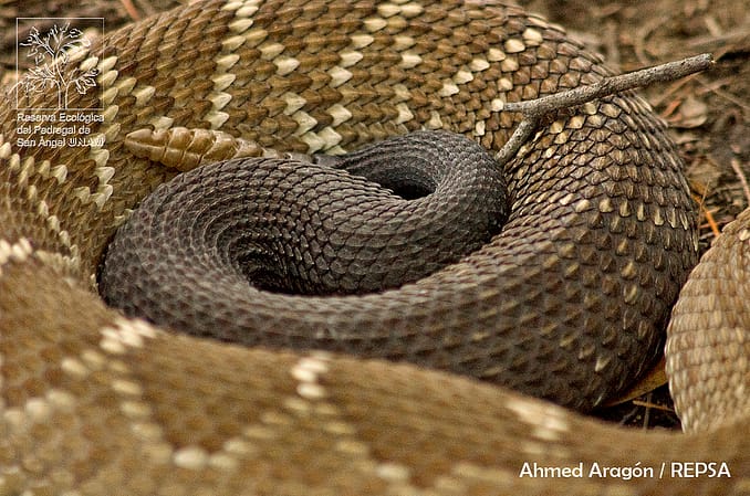 crotalus molossus reserva del pedregal